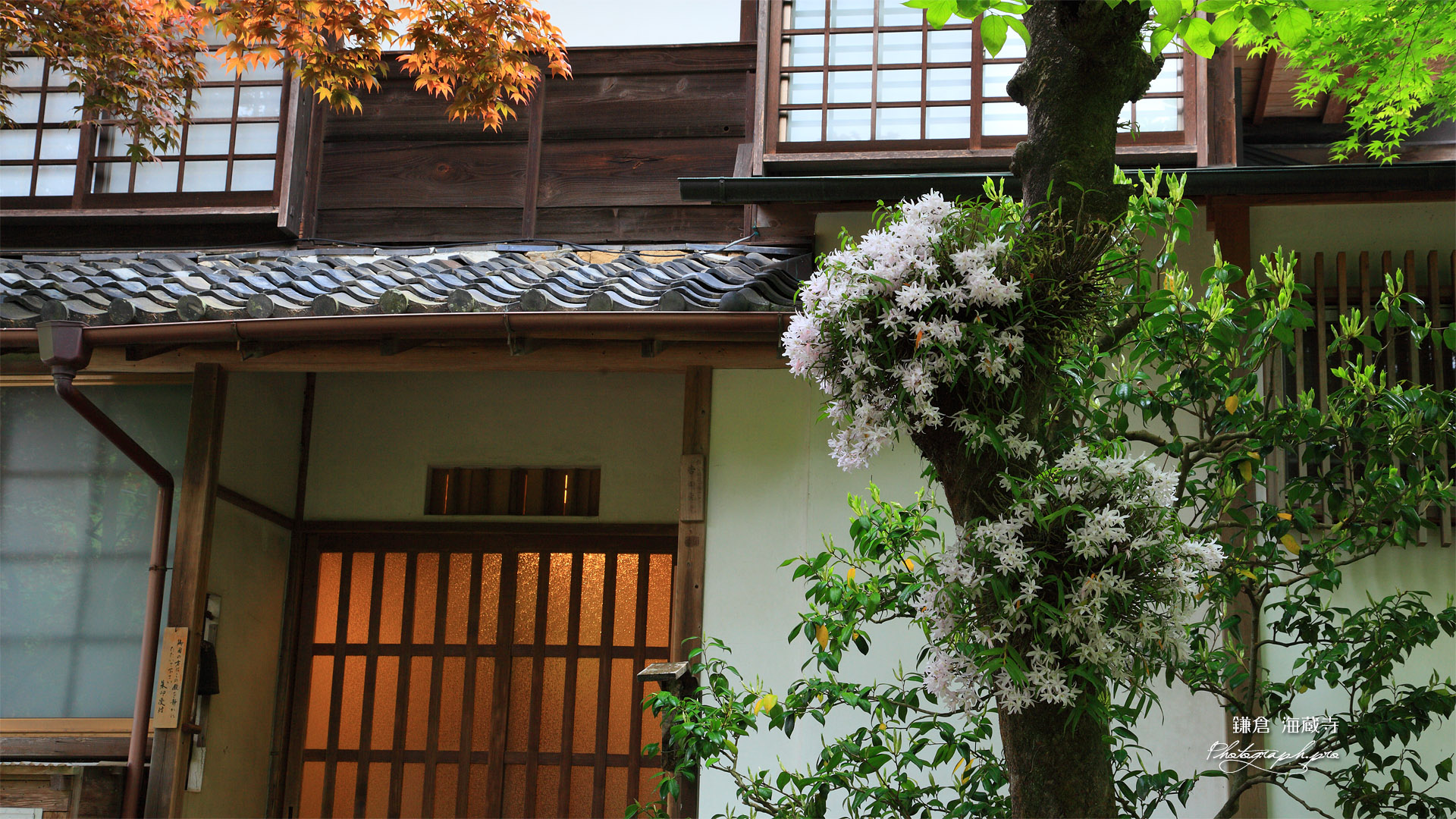 海蔵寺 セッコクと庫裏