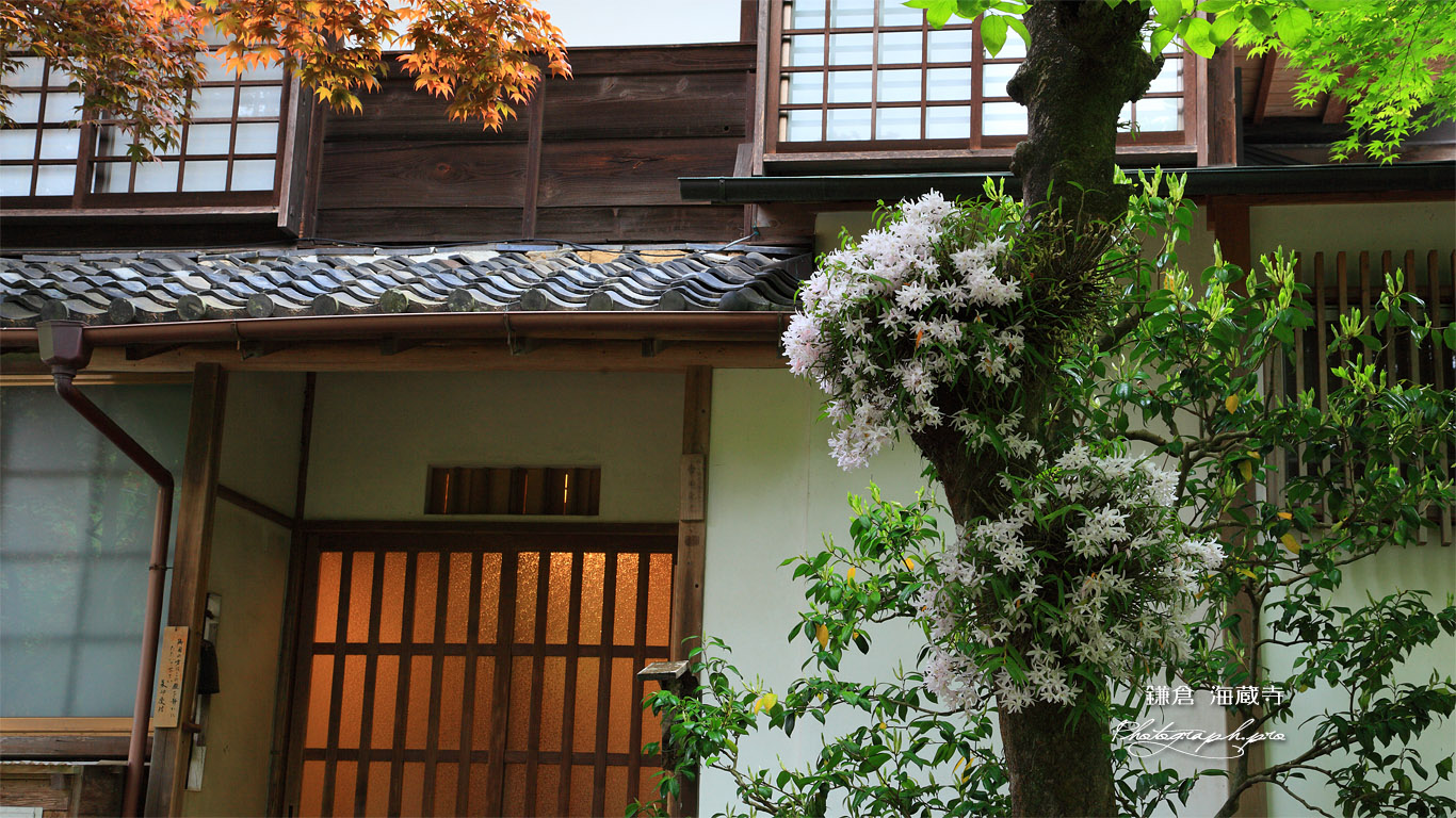海蔵寺 セッコクと庫裏 壁紙
