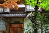 海蔵寺 セッコクと庫裏
