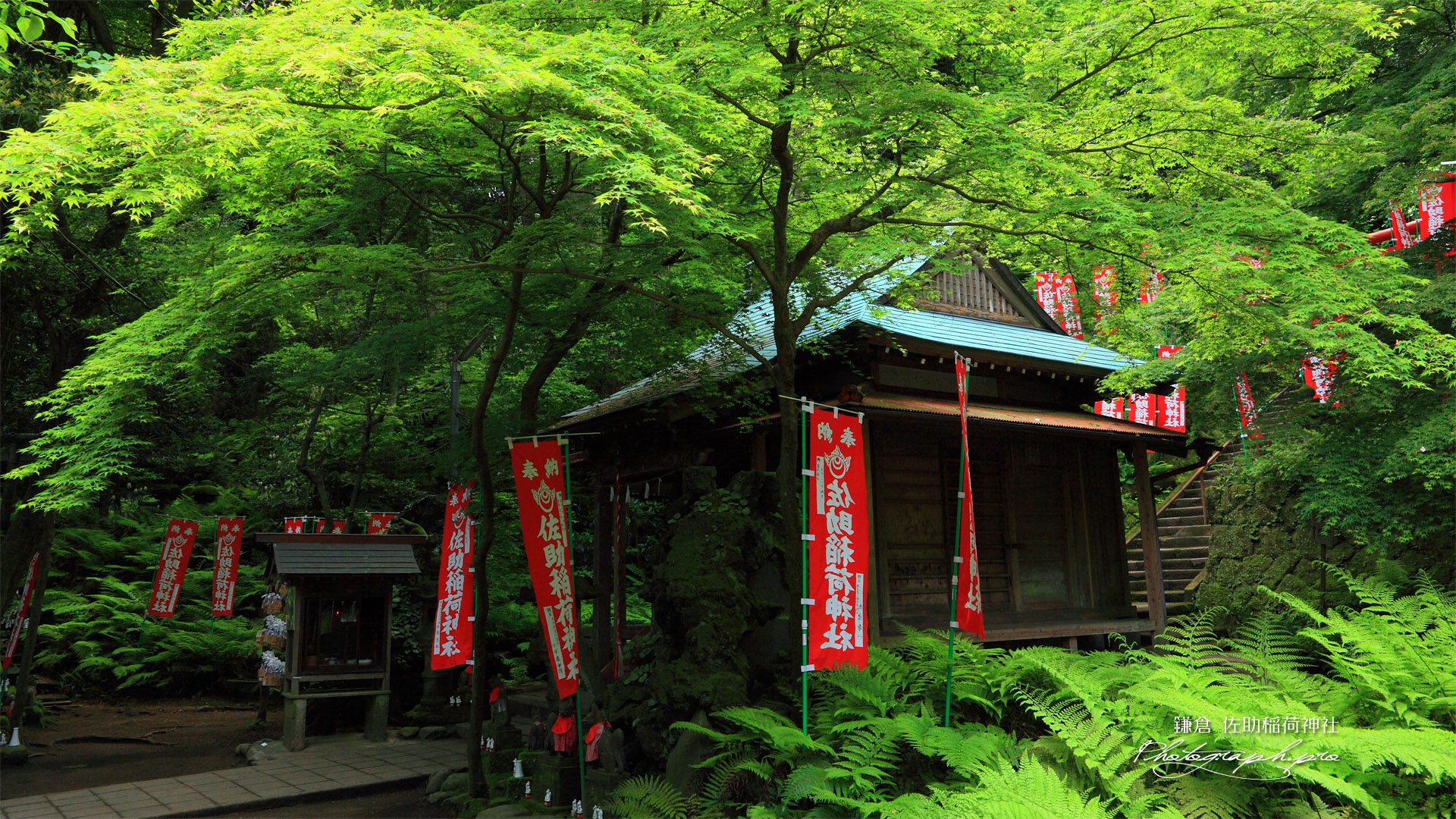 佐助稲荷神社 新緑の拝殿 の壁紙 19x1080