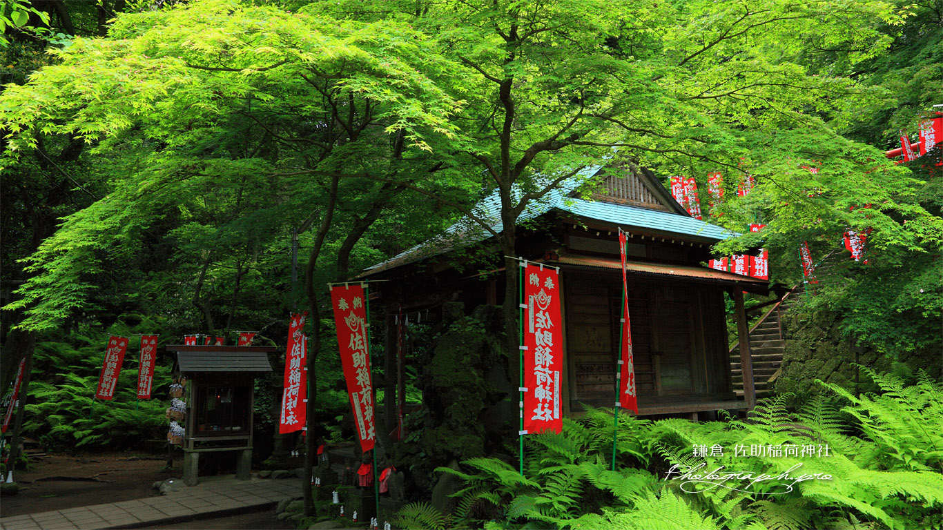 佐助稲荷神社 新緑の拝殿 壁紙