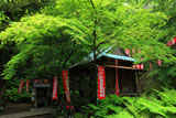 佐助稲荷神社 新緑の拝殿
