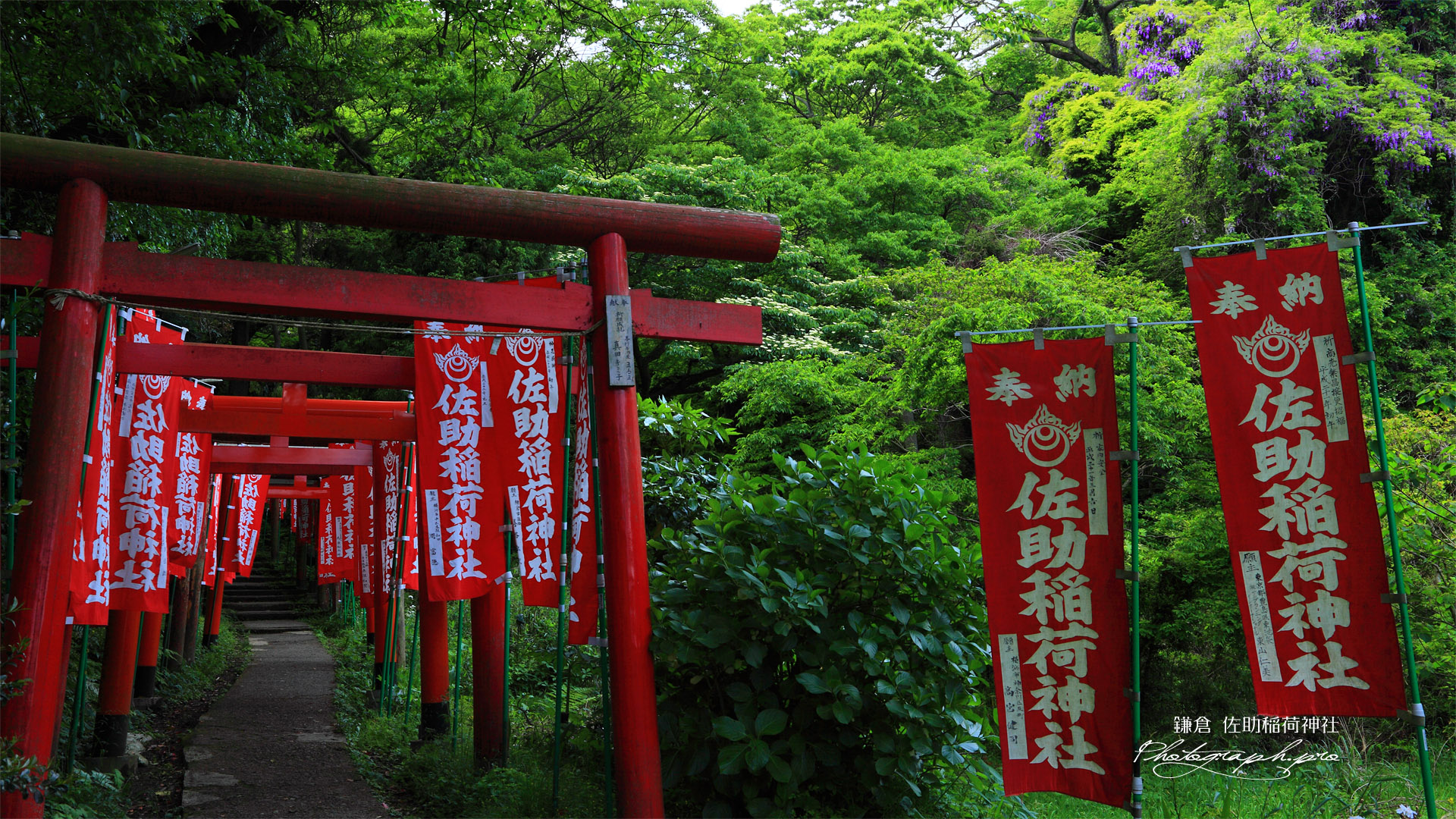奉納鳥居とヤマフジ