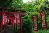 奉納鳥居とヤマフジ