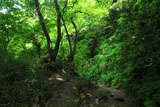 鎌倉化粧坂の新緑