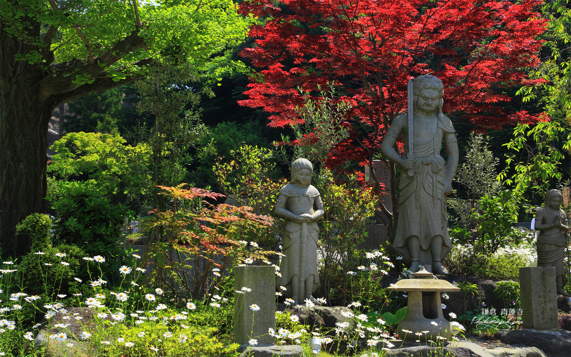 鎌倉青蓮寺 不動明王像と春モミジ の壁紙 1920x1200