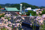 泉光院