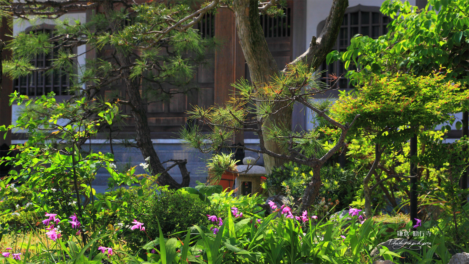 鎌倉勧行寺のシラン