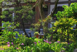 鎌倉勧行寺のシラン