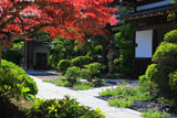 鎌倉東漸寺 春紅葉とスターチス