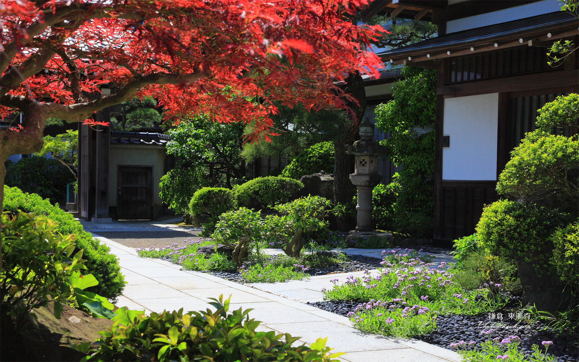 鎌倉東漸寺 春紅葉とスターチス