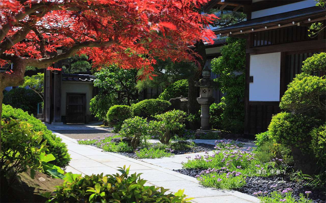 鎌倉東漸寺 春紅葉とスターチス 壁紙