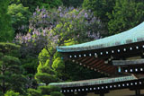 鎌倉龍宝寺 桐咲く本堂