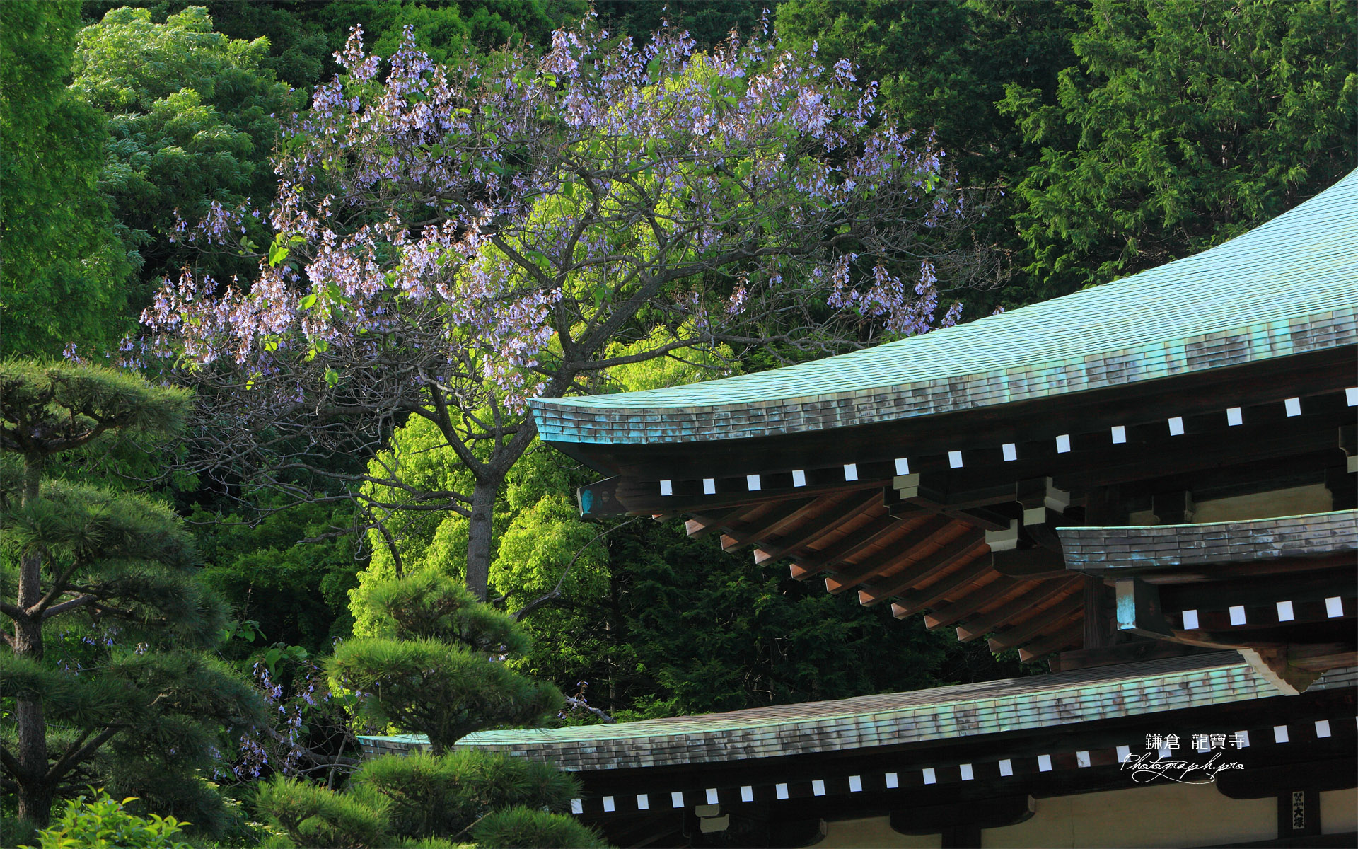 鎌倉龍宝寺 桐咲く本堂