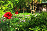 鎌倉龍宝寺の薔薇