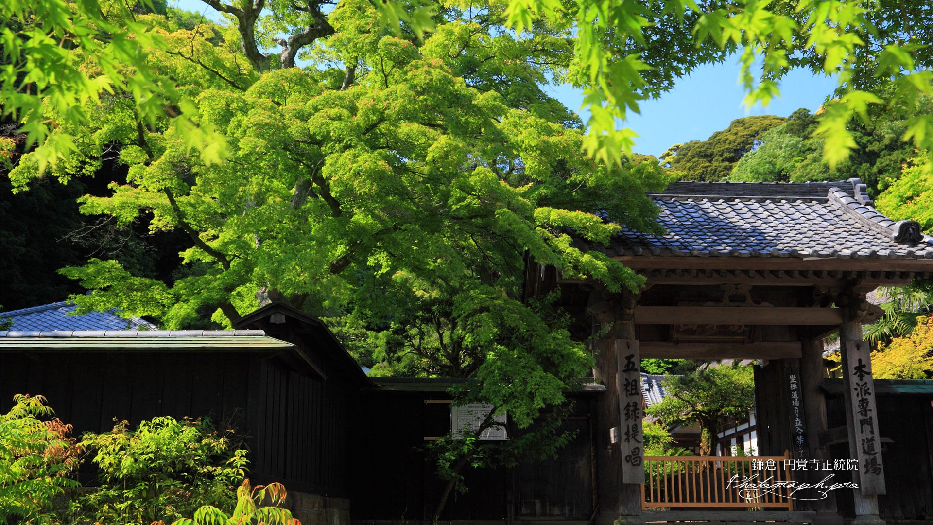 新緑の円覚寺正統院