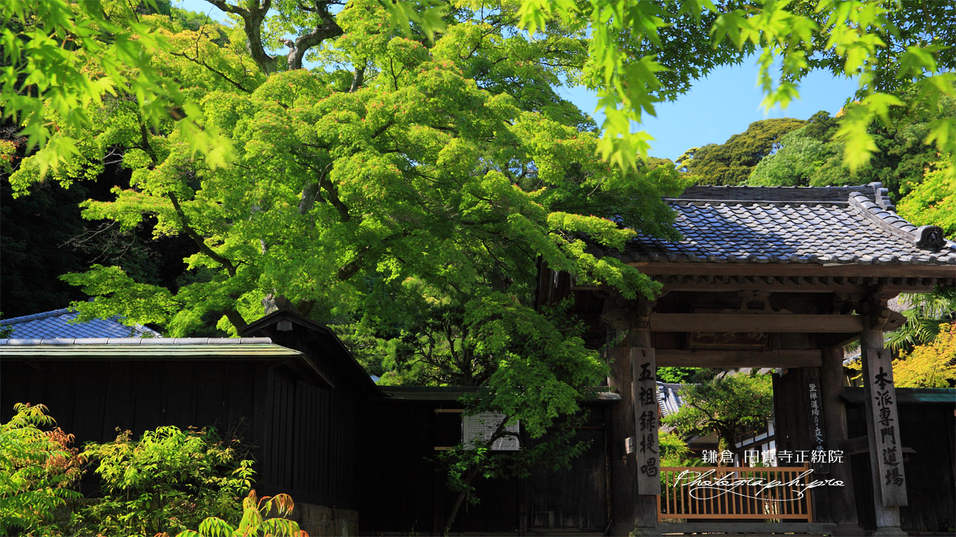 新緑の円覚寺正統院 壁紙
