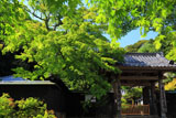 新緑の円覚寺正統院