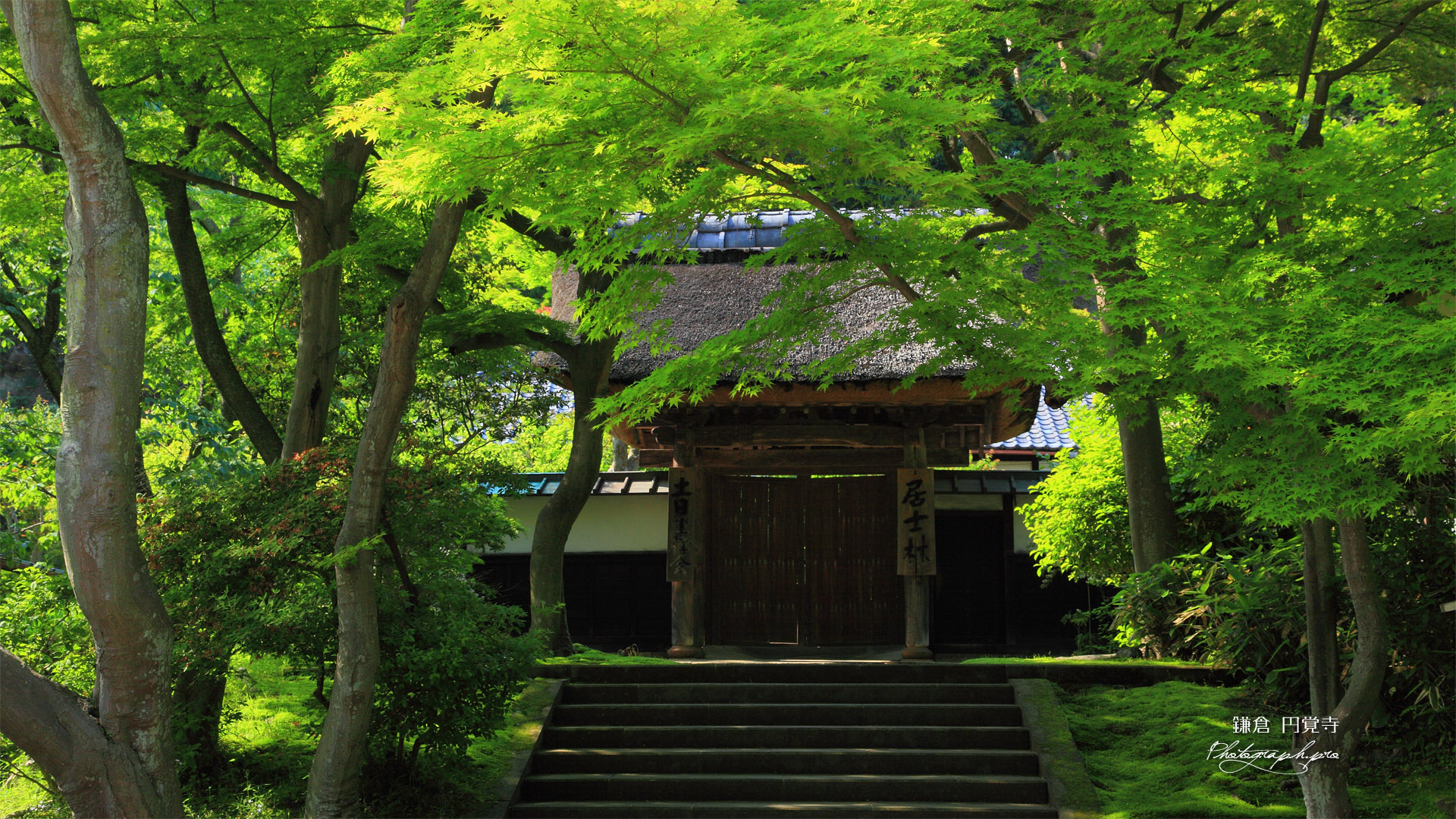 新緑の円覚寺居士林