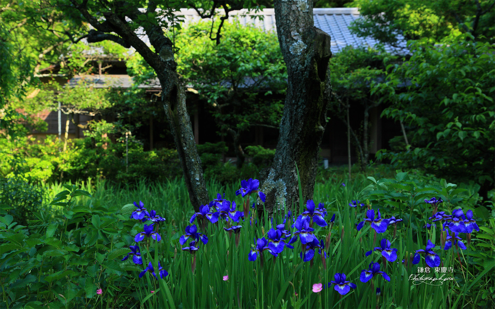 東慶寺 アヤメと白蓮舎