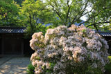 東慶寺 カルミアと庫裏