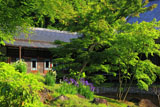円覚寺心字池のアヤメ