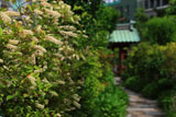 大巧寺 コバノズイナと山門
