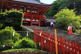 鶴岡八幡宮大銀杏のひこばえ