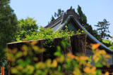 鶴岡八幡宮大イチョウの若芽