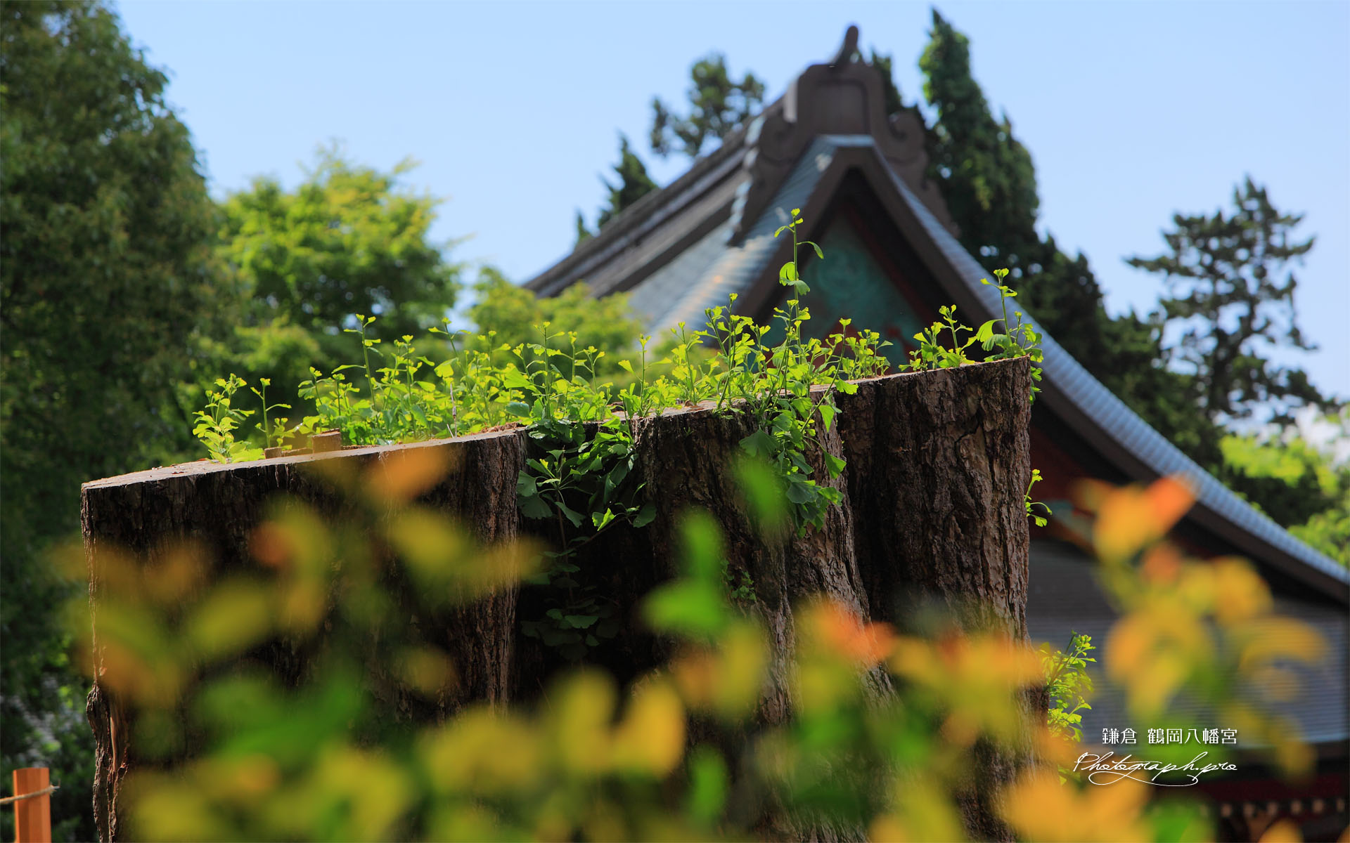 鶴岡八幡宮大イチョウの若芽