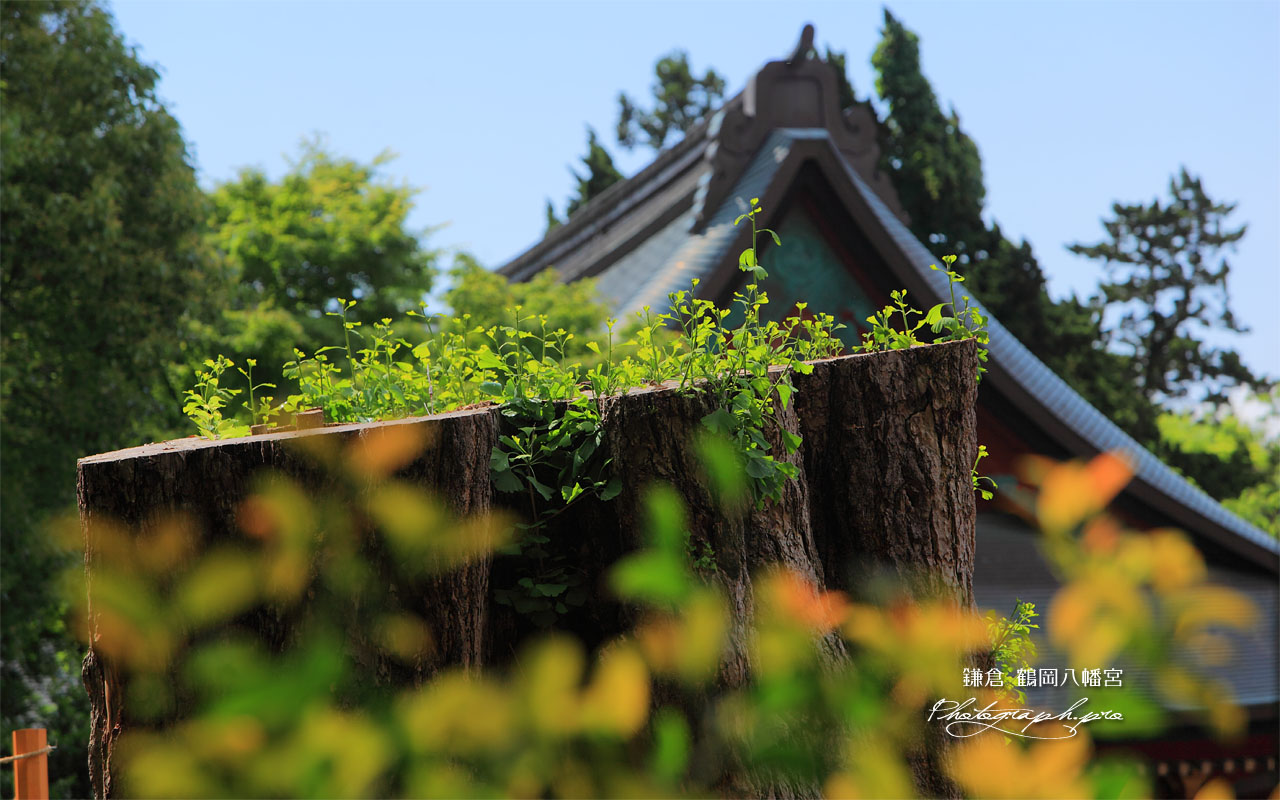 鶴岡八幡宮大イチョウの若芽 壁紙