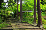 新緑の建長寺天源院参道
