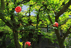 昌清院