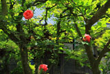 昌清院