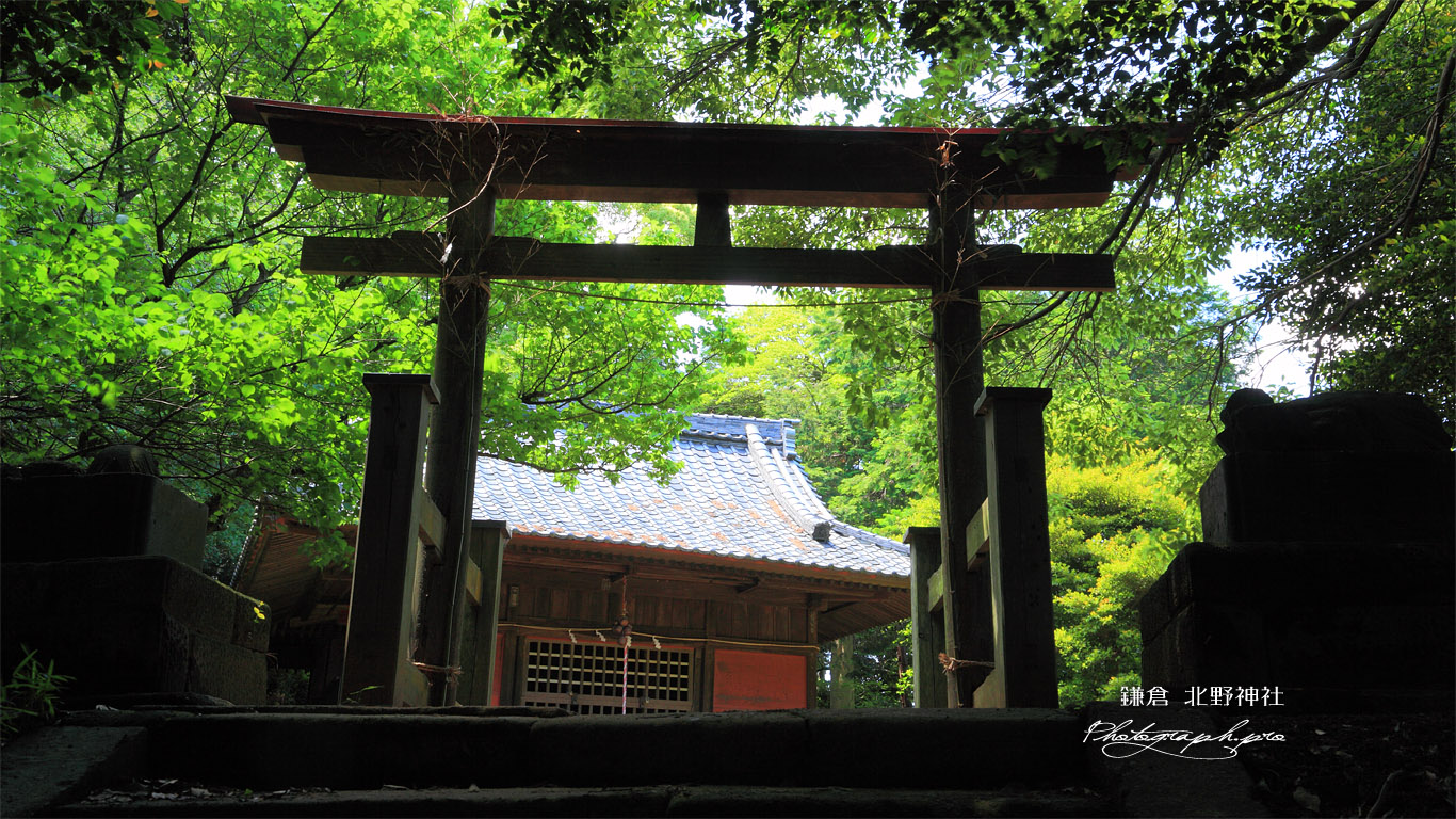 鎌倉北野神社 新緑と社殿 壁紙