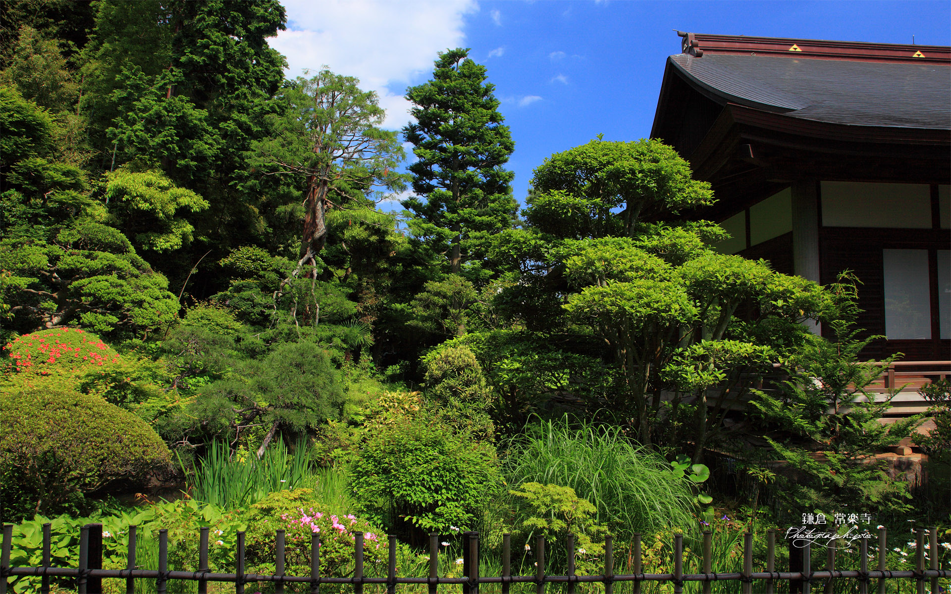 常楽寺 無熱池のサツキと本堂