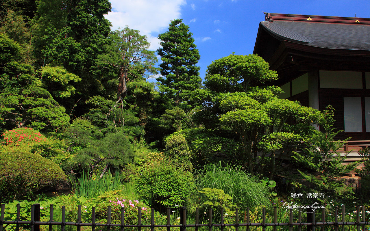 常楽寺 無熱池のサツキと本堂 壁紙