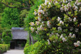 鎌倉常楽寺 シャリンバイと山門