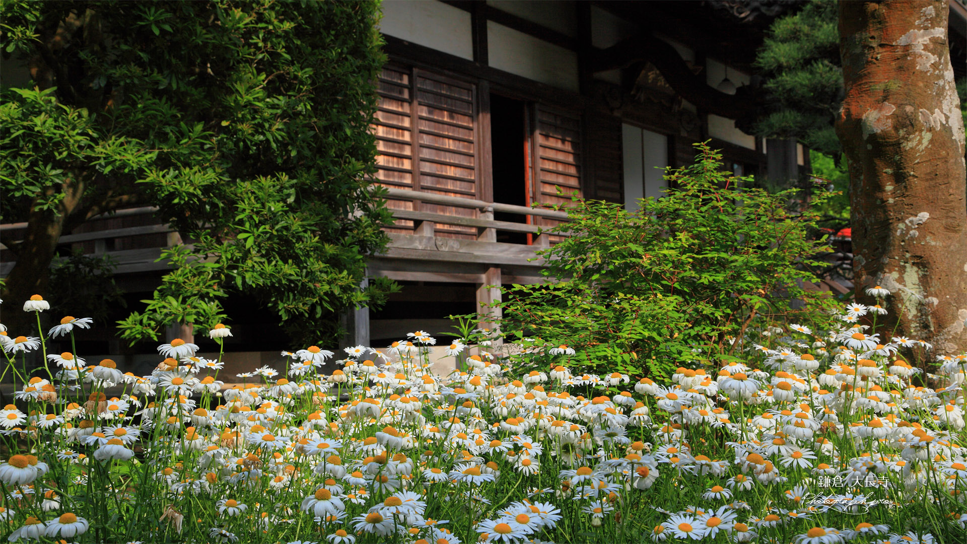 鎌倉大長寺 フランスギクと本堂