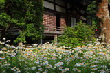 鎌倉大長寺 フランスギクと本堂