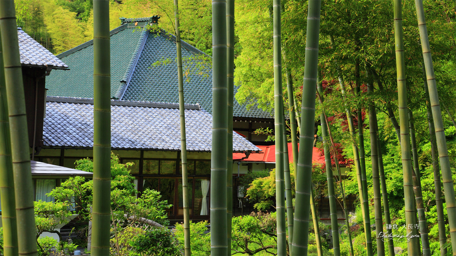 鎌倉大長寺 竹林越しの庫裡