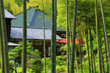 鎌倉大長寺 竹林越しの庫裡