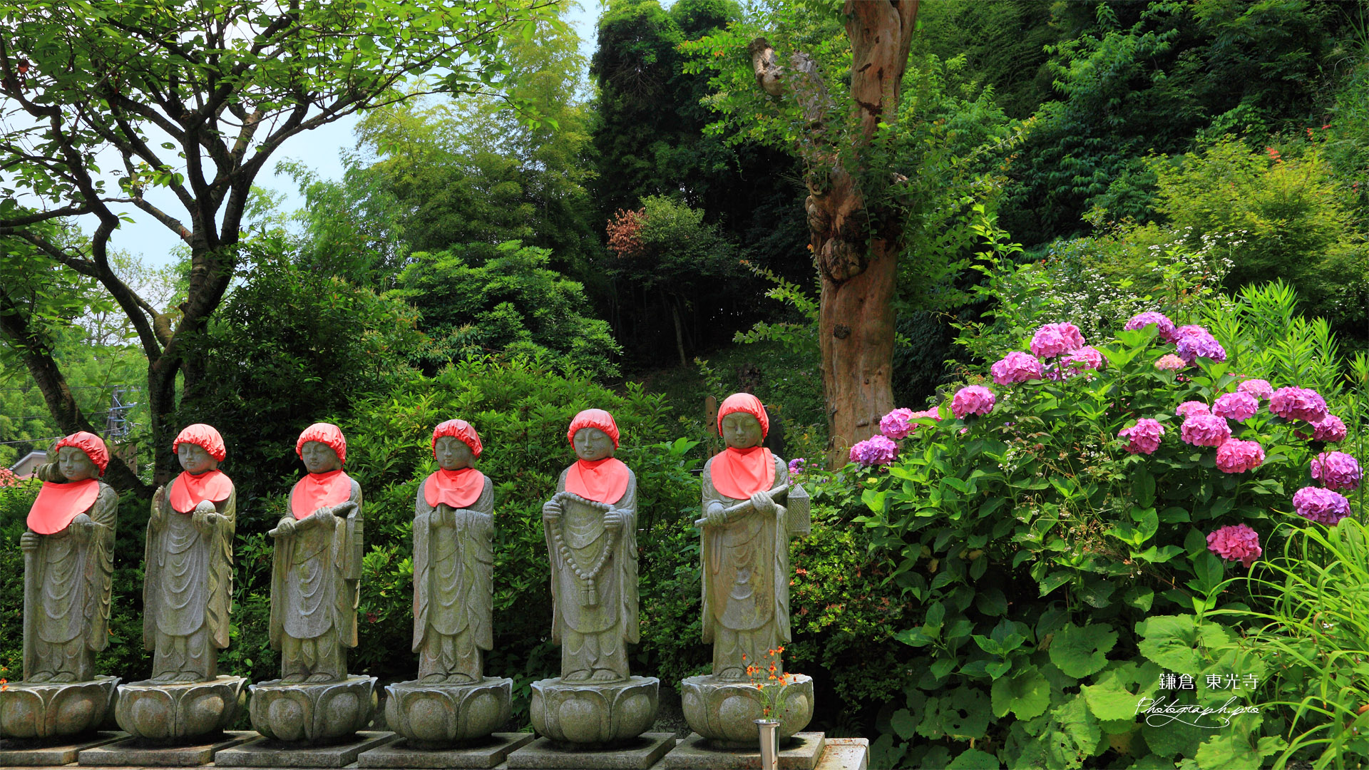 東光寺 アジサイと六地蔵