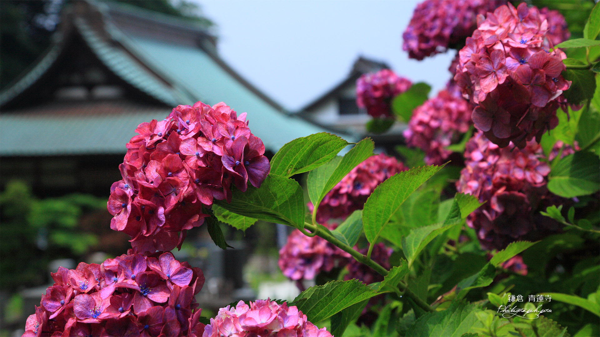 鎌倉青蓮寺 アジサイと本堂
