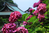 鎌倉青蓮寺 アジサイと本堂