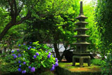 藤沢常立寺 紫陽花と五重塔