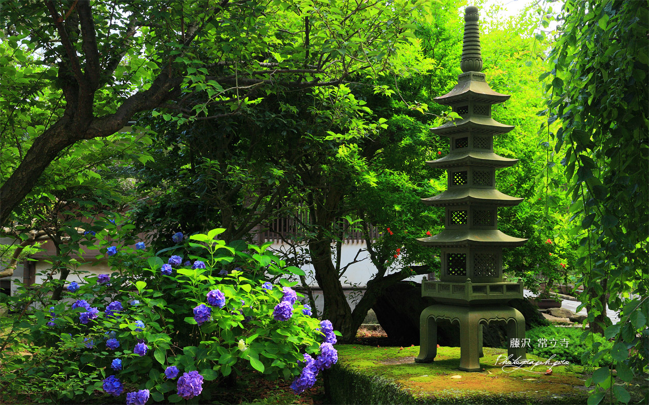 藤沢常立寺 アジサイと五重塔 壁紙