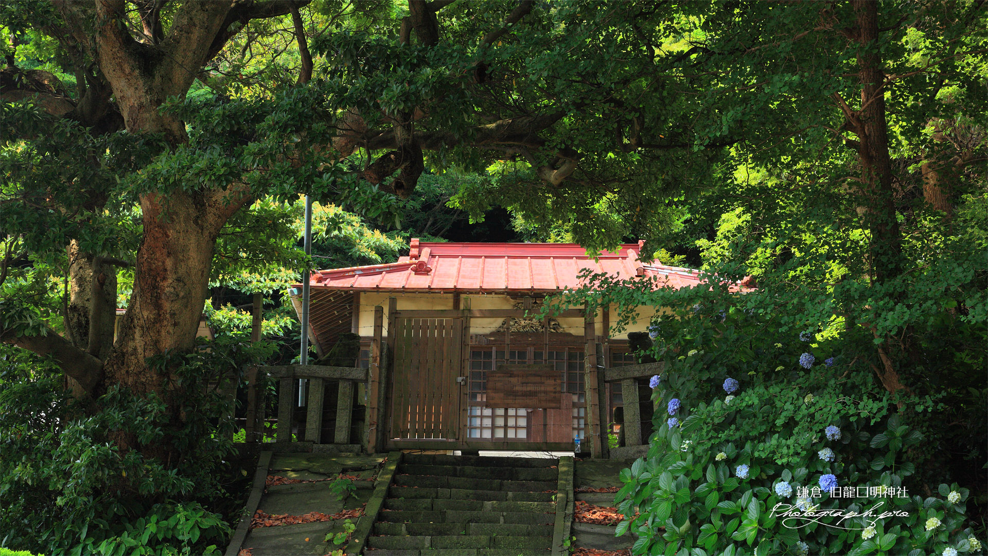 龍口明神社 旧鎮座地の紫陽花