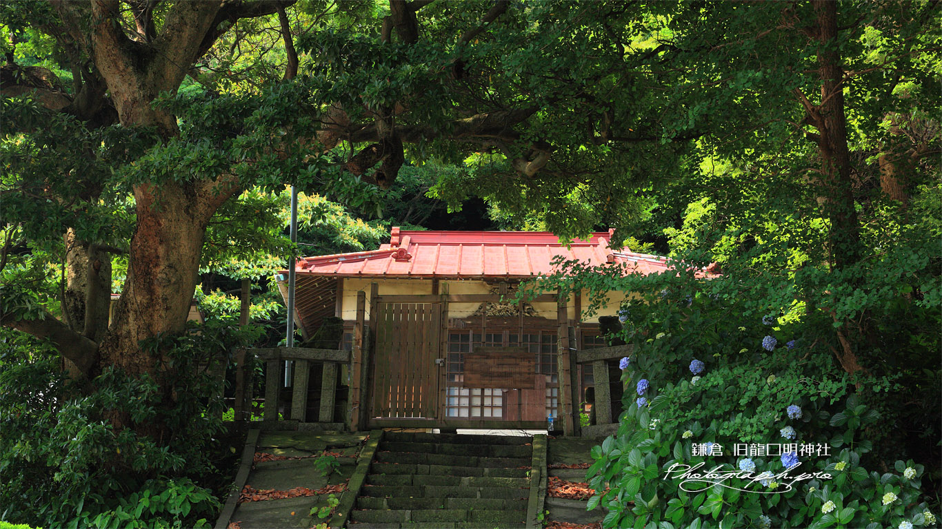 龍口明神社 旧鎮座地の紫陽花 壁紙
