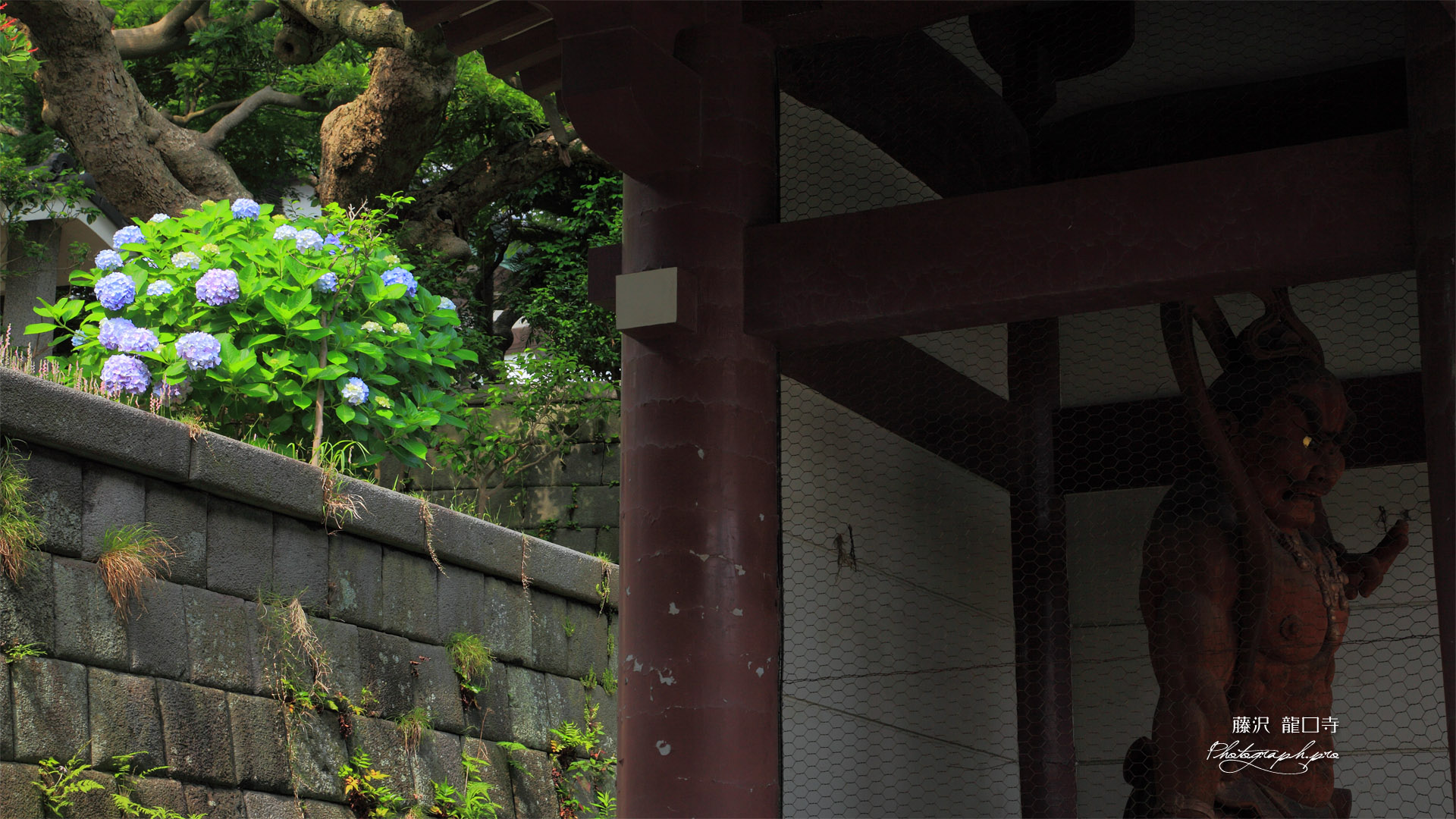 龍口寺 仁王門とアジサイ